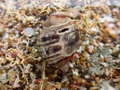 Pagurus novizealandiae