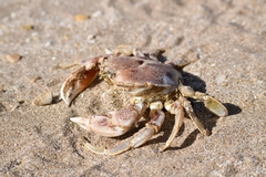 Ovalipes trimaculatus