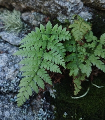 Dryopteris guanchica
