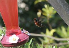 Chaetocercus mulsant