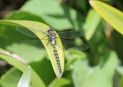 Rhionaeschna marchali