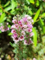 Verticordia plumosa