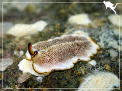 Pseudoceros heronensis