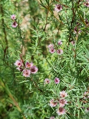 Verticordia plumosa