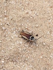 Pseudomops neglectus