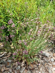 Verticordia plumosa