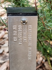 Verticordia plumosa