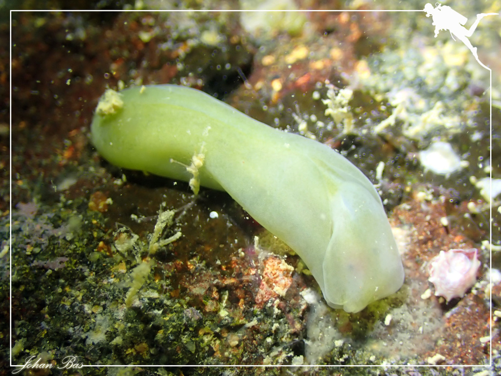 Phanerophthalmus cylindricus