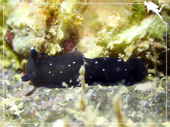 Dendrodoris nigra