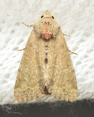 Mesoligia furuncula