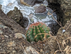 Melocactus intortus