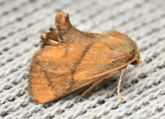 Apoda limacodes
