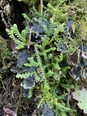 Selaginella douglasii