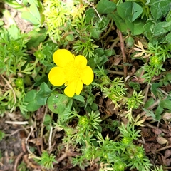 Ranunculus sardous