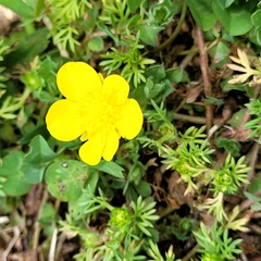 Ranunculus sardous