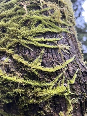 Homalothecium nuttallii