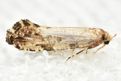 Morophaga choragella