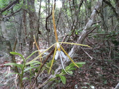 Epidendrum nocturnum