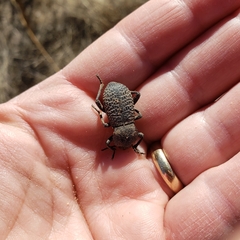 Cryptoglossa variolosa