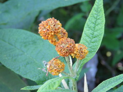 Buddleja globosa