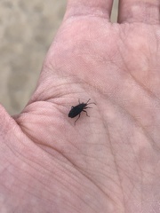 Melacoryphus rubicollis