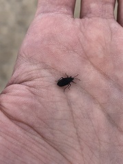 Melacoryphus rubicollis