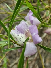 Eremophila polyclada
