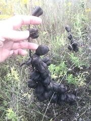 Baptisia nuttalliana