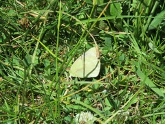 Colias vauthierii