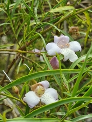 Eremophila polyclada