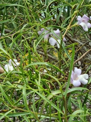 Eremophila polyclada