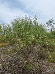 Eremophila polyclada