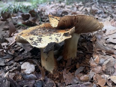 Cortinarius largentii