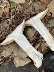 Cortinarius largentii