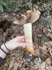 Cortinarius largentii