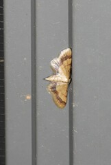 Idaea trypheropa