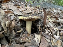 Cortinarius largentii