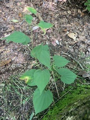 Dioscorea villosa
