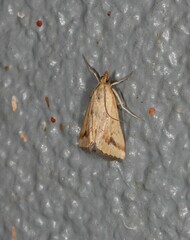 Achyra massalis