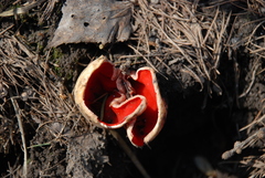 Sarcoscypha austriaca