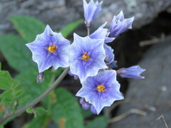 Solanaceae