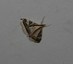 Agrioglypta excelsalis