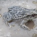 Rhinella limensis - Photo (c) acatenazzi, some rights reserved (CC BY-NC), uploaded by acatenazzi