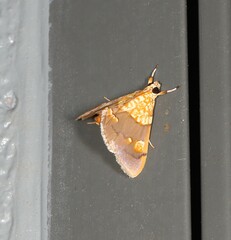 Agrotera glycyphanes