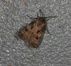 Agrotis interjectionis
