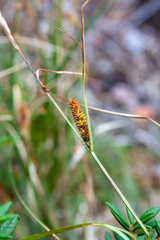Carex lasiocarpa