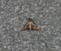 Anydraula pericompsa