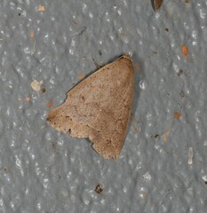 Bocula sejuncta