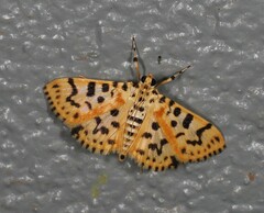 Conogethes tharsalea