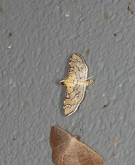 Cotachena hicana